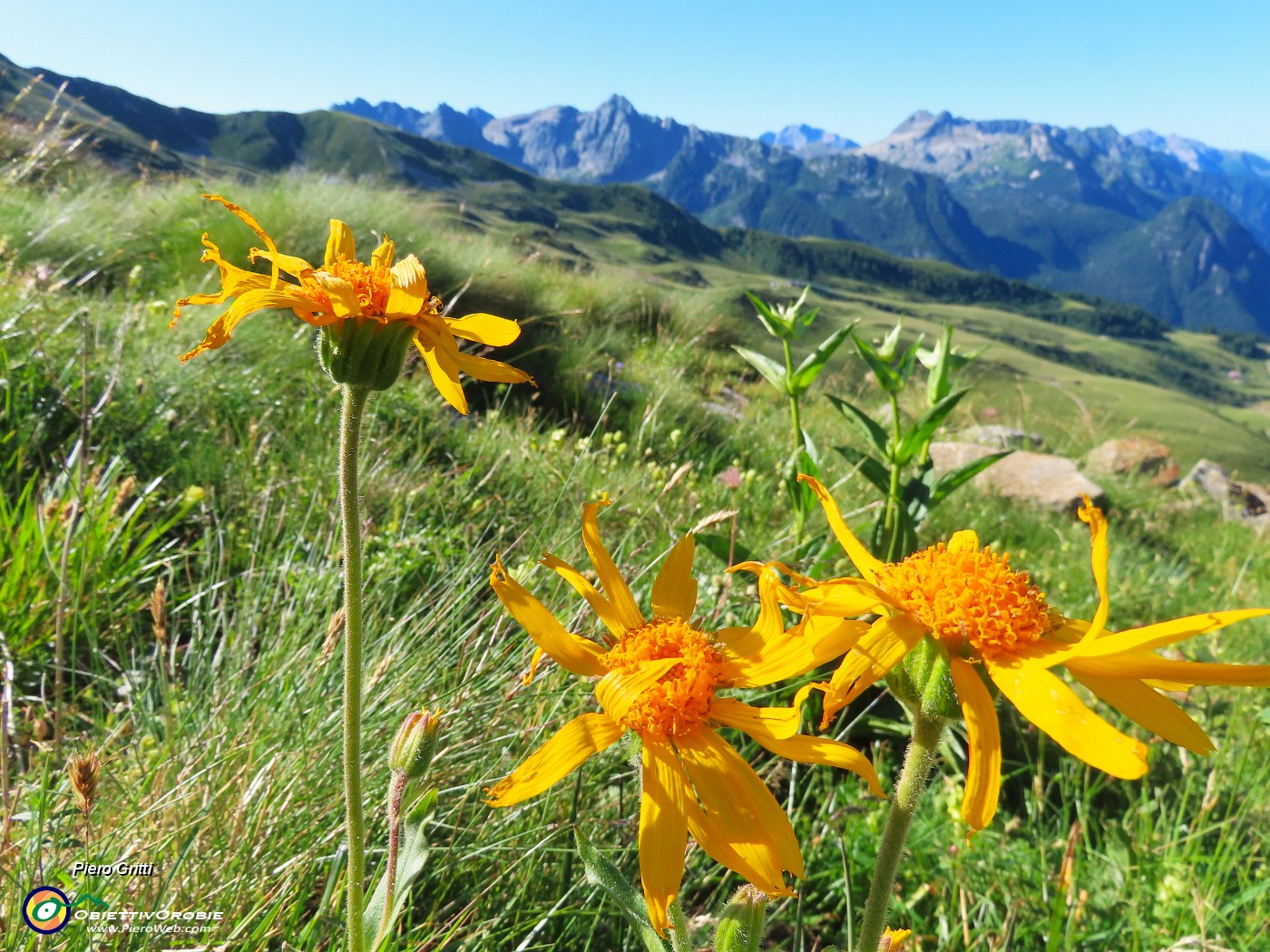 09 Arnica montana con  vista verso Pizzo del Becco e amici.JPG